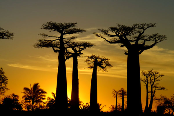 Madagascar Baobab Alley sun set