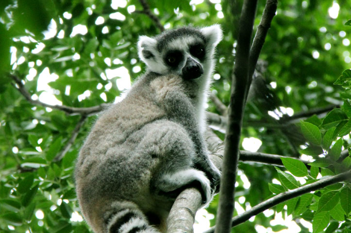 Madagascar ring tailed lemur