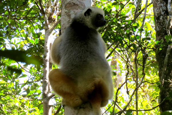 Madagascar Sifaka lemur